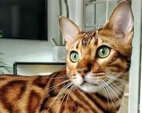 abdel