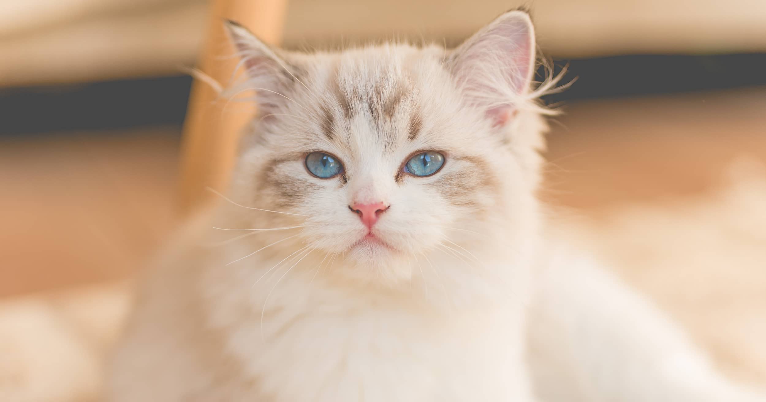 beautiful kitty 😺 